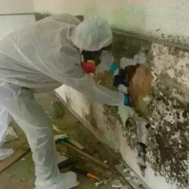 Mold Remediation and Removal in Hamblen County, TN